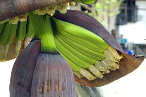 unusual bananas-AsiaPhotoStock