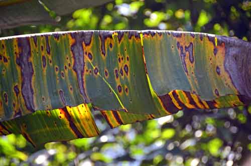 banana leaf colour-AsiaPhotoStock