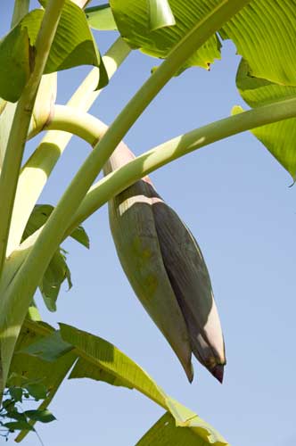 banana tree-AsiaPhotoStock