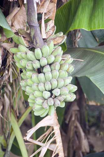 banana bunch-AsiaPhotoStock