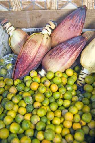 banana flowers-AsiaPhotoStock