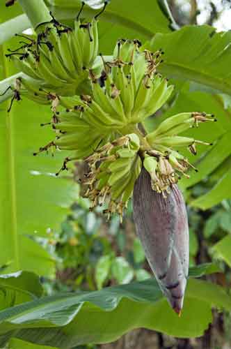 bananas on tree-AsiaPhotoStock