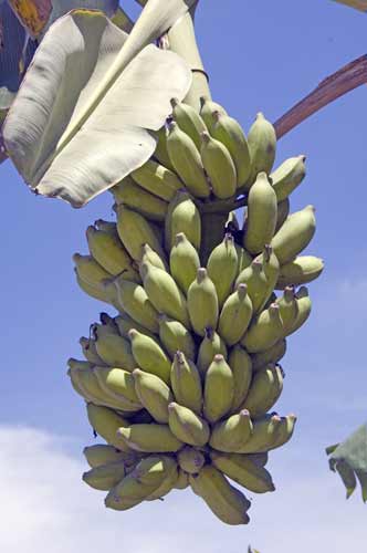 big bunch of bananas-AsiaPhotoStock