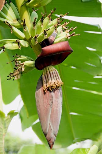 bananas flower-AsiaPhotoStock