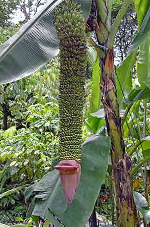 bananas long-AsiaPhotoStock