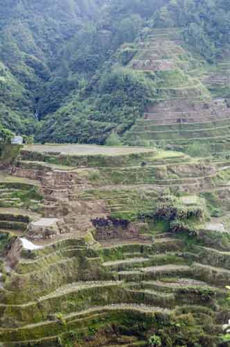 banaue view-AsiaPhotoStock