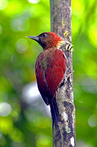 banded woodpecker at rest-AsiaPhotoStock