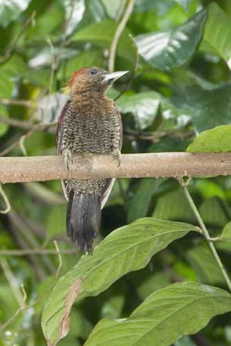 banded woodpecker-AsiaPhotoStock