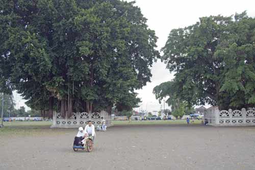 banyan trees-AsiaPhotoStock