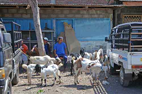 banyuwangi market-AsiaPhotoStock