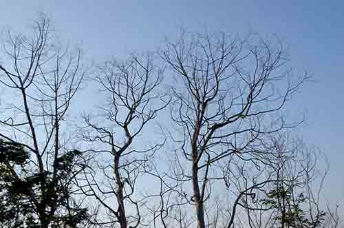 bare trees-AsiaPhotoStock