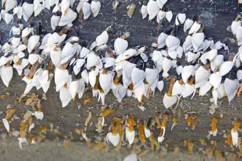 barnacle-AsiaPhotoStock