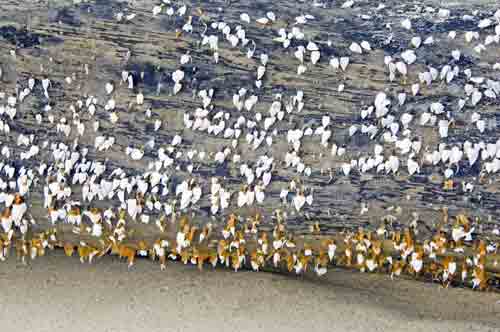 barnacles-AsiaPhotoStock