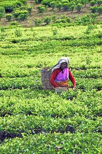 basket tea-AsiaPhotoStock