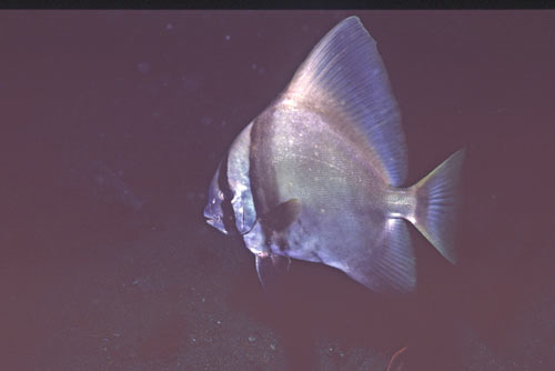 large bat fish-AsiaPhotoStock