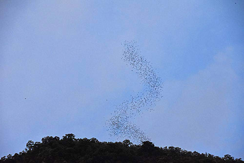 bat trail-AsiaPhotoStock