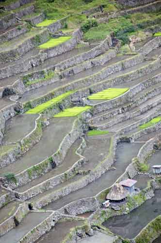 batad rice preparation-AsiaPhotoStock