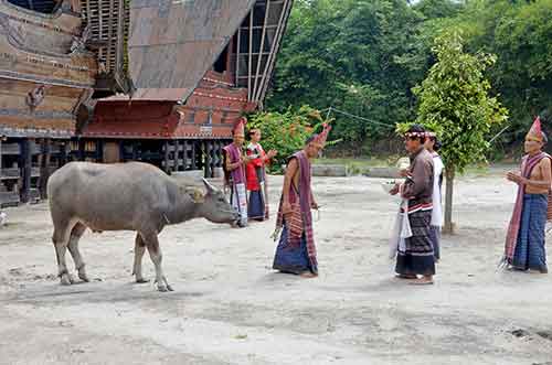 batak buffalo-AsiaPhotoStock