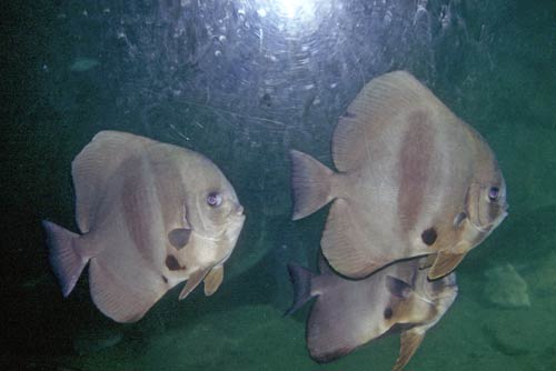 bat fish-AsiaPhotoStock