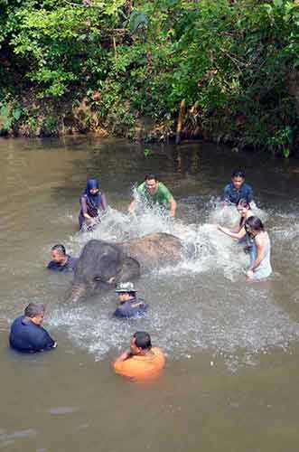 bathing of elephants-AsiaPhotoStock