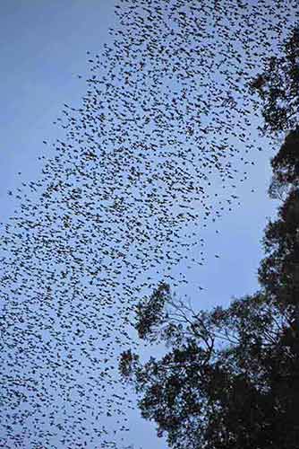 bats deer cave-AsiaPhotoStock