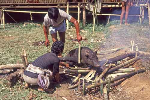 bbq pig-AsiaPhotoStock