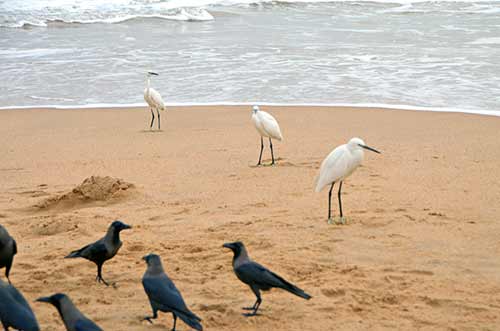 beach buddies-AsiaPhotoStock