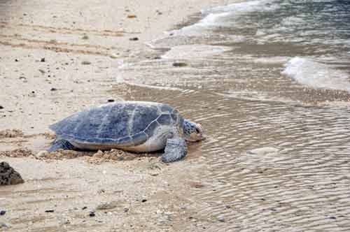 beach turtle-AsiaPhotoStock