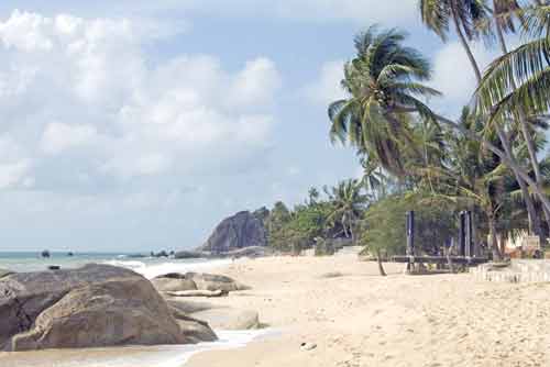 beach palms-AsiaPhotoStock