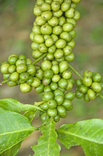 coffee beans-AsiaPhotoStock