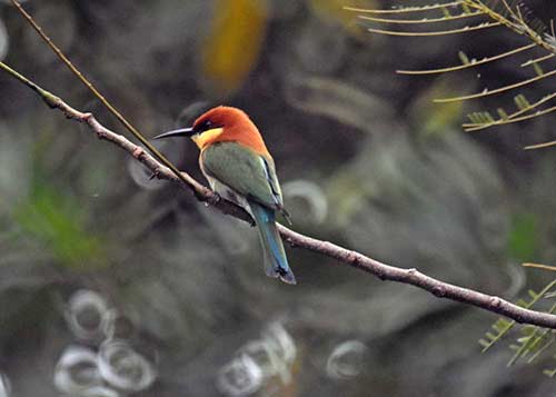 bee eater langkawi-AsiaPhotoStock