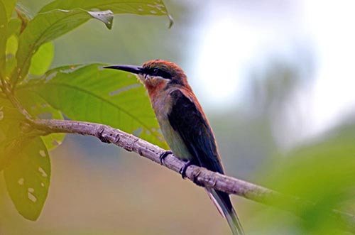 bee eater-AsiaPhotoStock