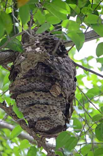 bees-AsiaPhotoStock