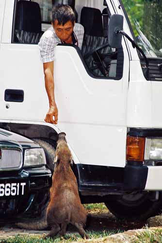 begging wild boar-AsiaPhotoStock