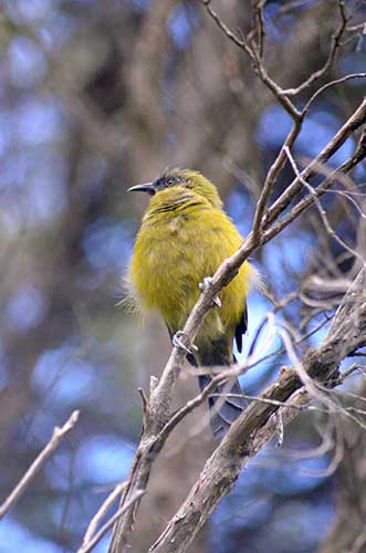 bell bird-AsiaPhotoStock