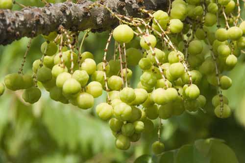 berries-AsiaPhotoStock