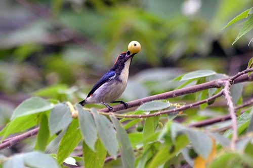 berry flower pecker-AsiaPhotoStock