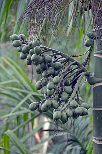 betel nut-AsiaPhotoStock