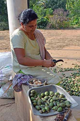 betel nuts-AsiaPhotoStock