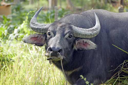 big buffalo-AsiaPhotoStock