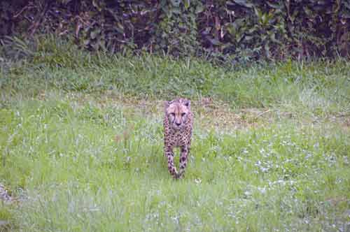 big cat-AsiaPhotoStock