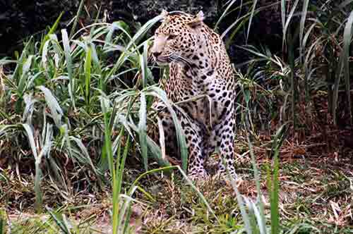 big cats-AsiaPhotoStock