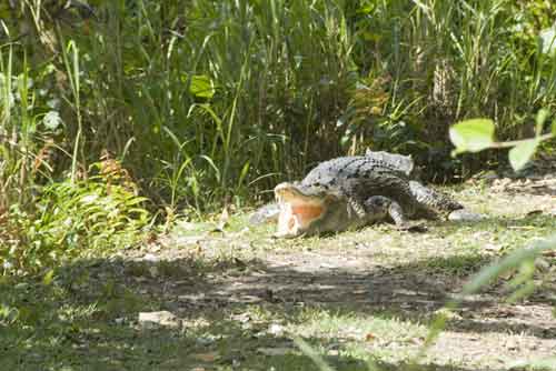 big croc in singapore-AsiaPhotoStock