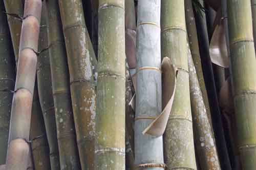 bali bamboo-AsiaPhotoStock