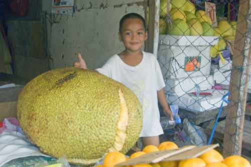 big jackfruit-AsiaPhotoStock