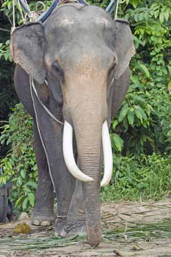 big tusks-AsiaPhotoStock