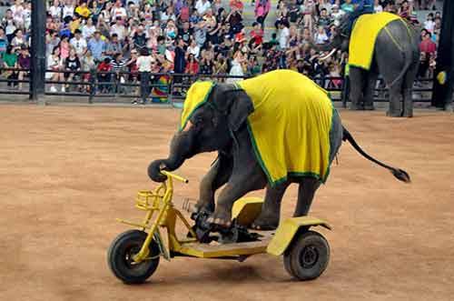 biking elephant-AsiaPhotoStock