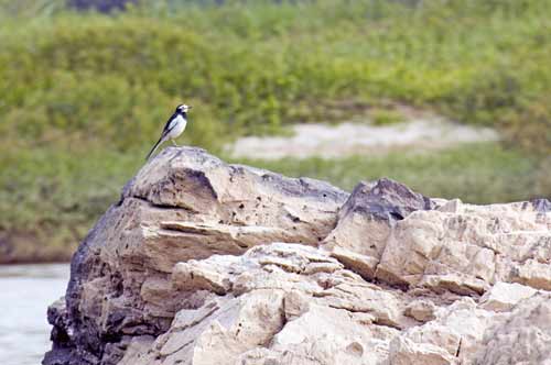 bird laos-AsiaPhotoStock