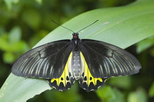 bird wing-AsiaPhotoStock