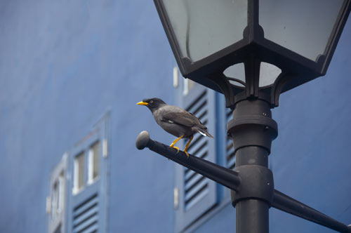 mynah bird blue wall-AsiaPhotoStock